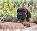 Small #3 Cane Corso