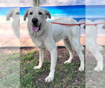 Small Photo #13 Great Pyrenees Puppy For Sale in Spring, TX, USA