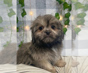 Zuchon Puppy for sale in MARIETTA, GA, USA