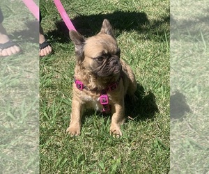 Mother of the French Bulldog puppies born on 01/05/2025