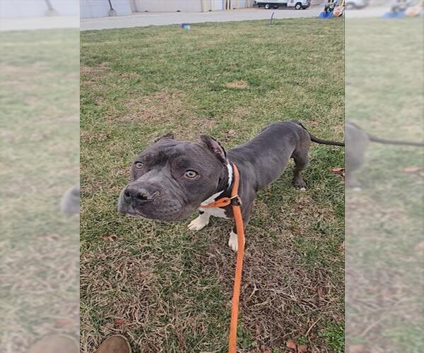 Medium Photo #1 Mutt Puppy For Sale in Louisville, KY, USA