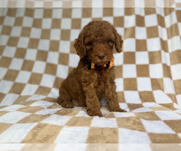 Medium Photo #4 Cockapoo (Miniature) Puppy For Sale in LAKELAND, FL, USA