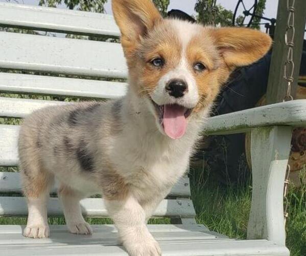 Medium Photo #1 Pembroke Welsh Corgi Puppy For Sale in MILTON, WI, USA