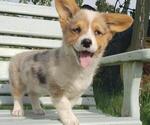 Small Pembroke Welsh Corgi