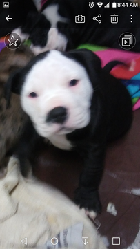 Medium Photo #2 Alapaha Blue Blood Bulldog Puppy For Sale in COLUMBUS, OH, USA