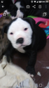 Small Photo #2 Alapaha Blue Blood Bulldog Puppy For Sale in COLUMBUS, OH, USA