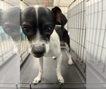 *SOURDOUGH - Male Chihuahua-Unknown Mix Dog for Adoption - Small photo