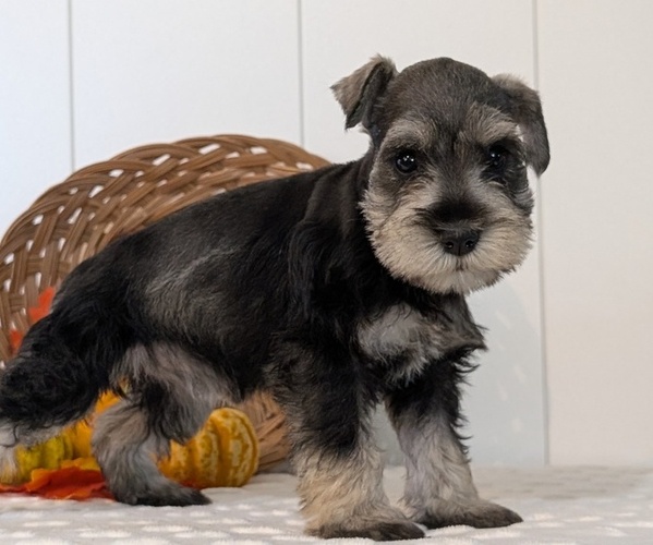 Medium Photo #3 Schnauzer (Miniature) Puppy For Sale in GOSHEN, IN, USA