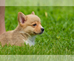Small Photo #18 Pembroke Welsh Corgi Puppy For Sale in HAMPTON, VA, USA
