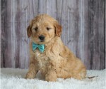 Small Goldendoodle (Miniature)