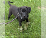 Small #1 Labrador Retriever Mix
