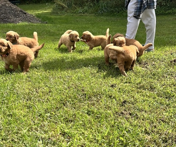 Medium Photo #3 Golden Retriever Puppy For Sale in ALLEGAN, MI, USA