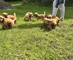 Small #2 Golden Retriever