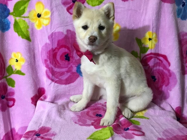 Medium Photo #2 Pom-Shi Puppy For Sale in HONEY BROOK, PA, USA