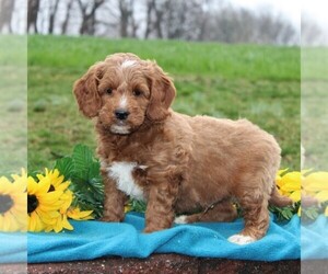 Goldendoodle-Poodle (Miniature) Mix Puppy for sale in STRASBURG, PA, USA