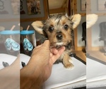 Small Photo #6 Yorkshire Terrier Puppy For Sale in NASHVILLE, IN, USA