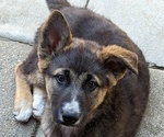 Puppy 3 German Shepherd Dog-Siberian Husky Mix