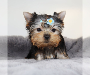 Yorkshire Terrier Puppy for sale in LOS ANGELES, CA, USA