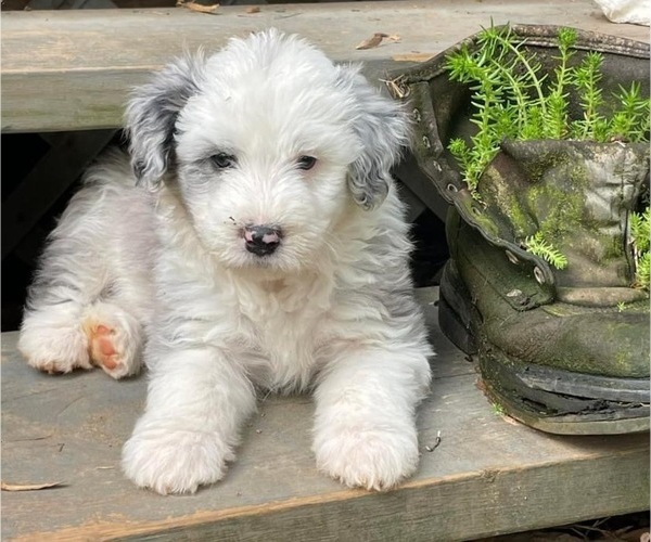 Medium Photo #1 Sheepadoodle Puppy For Sale in DACULA, GA, USA