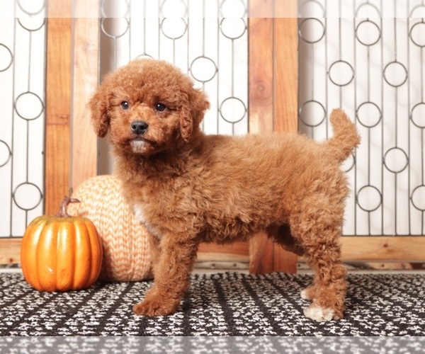 Medium Photo #1 Goldendoodle Puppy For Sale in NAPLES, FL, USA