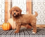 Small Goldendoodle