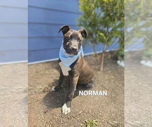 Mutt Dogs for adoption in Maryville, TN, USA