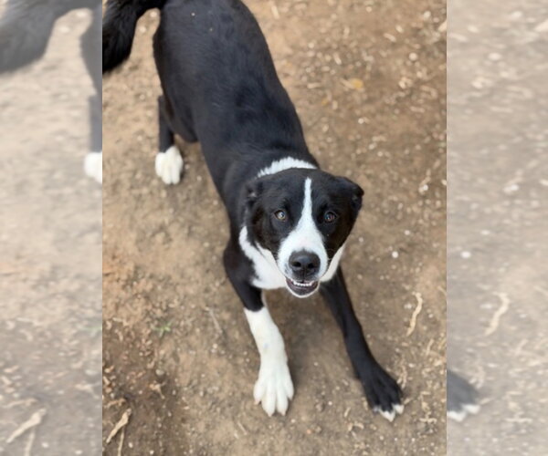 Medium Photo #7 Border Collie-Unknown Mix Puppy For Sale in Canton, CT, USA