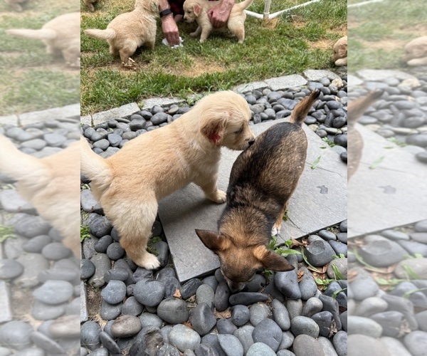 Medium Photo #8 Golden Retriever Puppy For Sale in EXTON, PA, USA