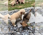 Small Photo #8 Golden Retriever Puppy For Sale in EXTON, PA, USA