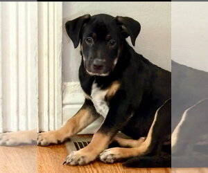 Labrador Retriever-Unknown Mix Dogs for adoption in Fenton, MO, USA