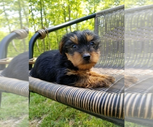 Medium Photo #4 Yorkshire Terrier Puppy For Sale in MCMINNVILLE, TN, USA