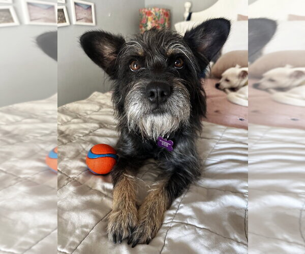 Medium Photo #1 Mutt Puppy For Sale in Marina Del Rey, CA, USA