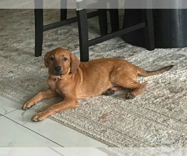 Medium Photo #1 Mutt Puppy For Sale in Royal Palm Beach, FL, USA