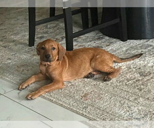 Mutt Dogs for adoption in Royal Palm Beach, FL, USA