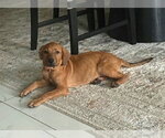 Pretzel * - Female Mutt Dog for Adoption - Small photo
