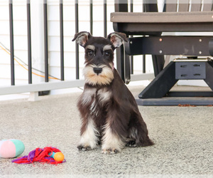 Schnauzer (Miniature) Puppy for sale in SYRACUSE, IN, USA
