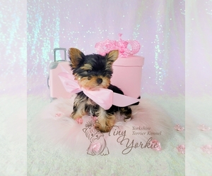 Yorkshire Terrier Puppy for sale in ORCHARDS, WA, USA