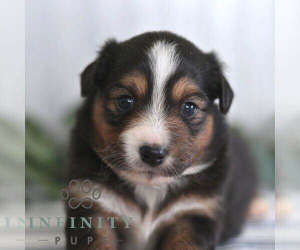 Medium Photo #5 Miniature Australian Shepherd Puppy For Sale in REBERSBURG, PA, USA