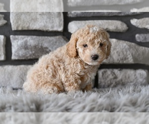 Medium Poodle (Toy)