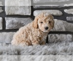 Small Poodle (Toy)
