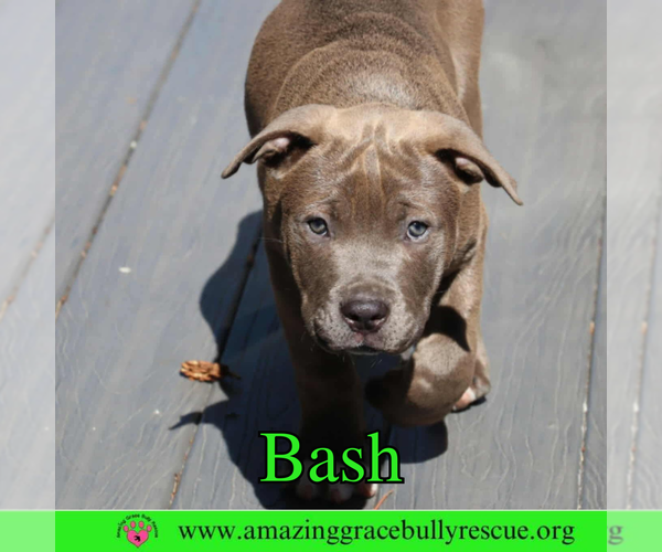 Medium Photo #2 American Pit Bull Terrier-Unknown Mix Puppy For Sale in Pensacola, FL, USA