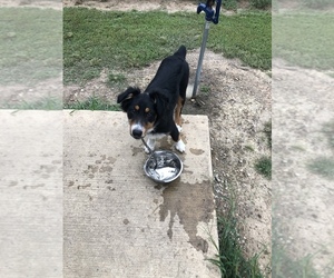 Australian Shepherd Puppy for sale in ALBANY, GA, USA