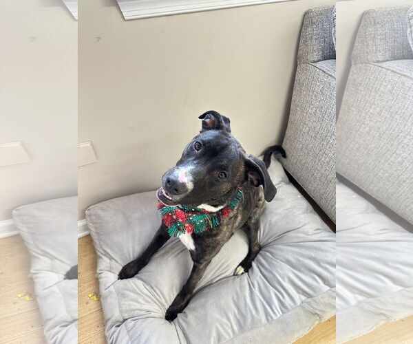 Medium Photo #4 Mutt Puppy For Sale in Rockaway, NJ, USA