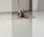 Small American Pit Bull Terrier Mix