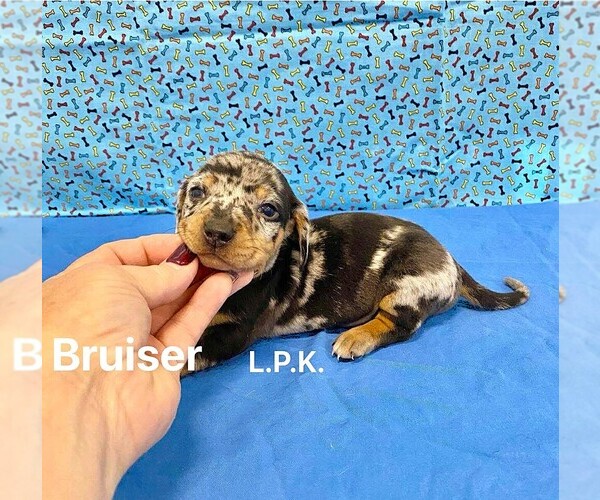 Medium Photo #1 Dachshund Puppy For Sale in WINNSBORO, LA, USA
