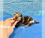 Image preview for Ad Listing. Nickname: Mini Bruizer