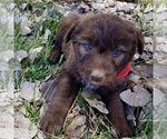 Small Photo #8 Bordoodle Puppy For Sale in FAIR OAKS, CA, USA