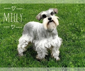 Schnauzer (Miniature) Puppy for sale in CEDAR GAP, MO, USA