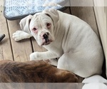 Small #5 Boxer