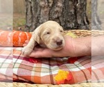 Small #11 Goldendoodle